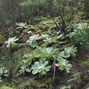 Aeonium canariensis